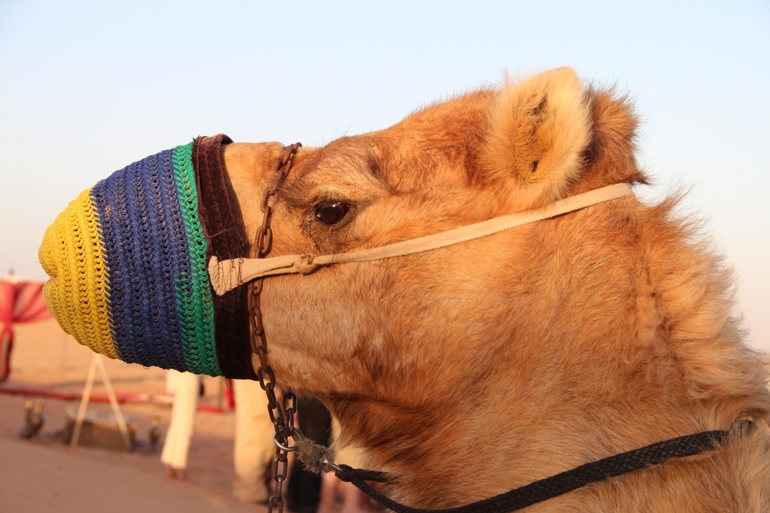 Dubai - Gallery Image #41